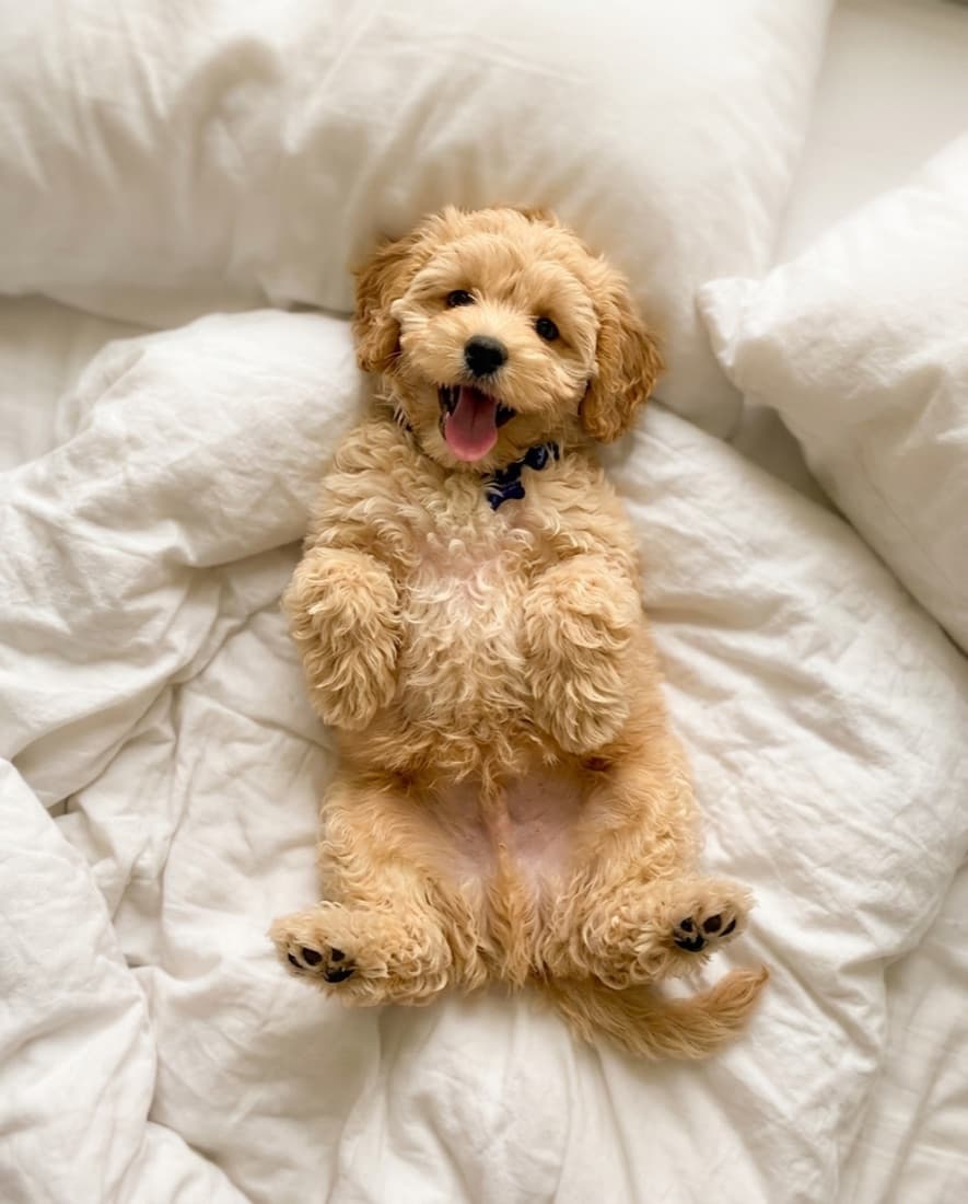 Your dog, finished with SYLVEI